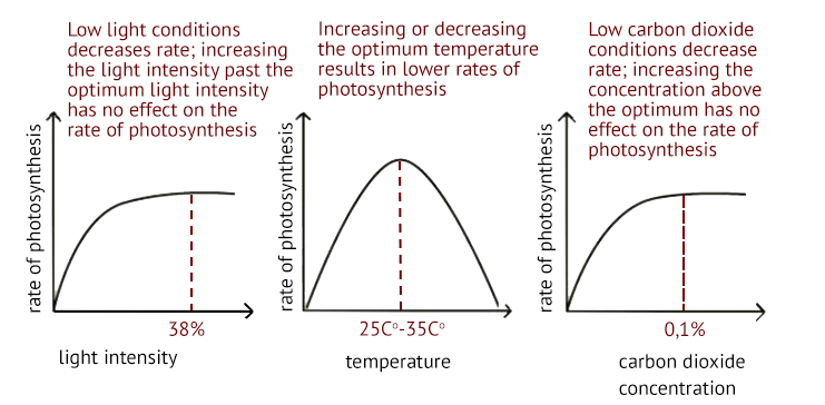 Photosynthesis, figure 1