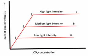 Photosynthesis, figure 2