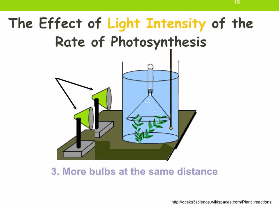 Photosynthesis, figure 1