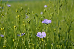 Leinsamen-Pflanze-mit-Bl-uten